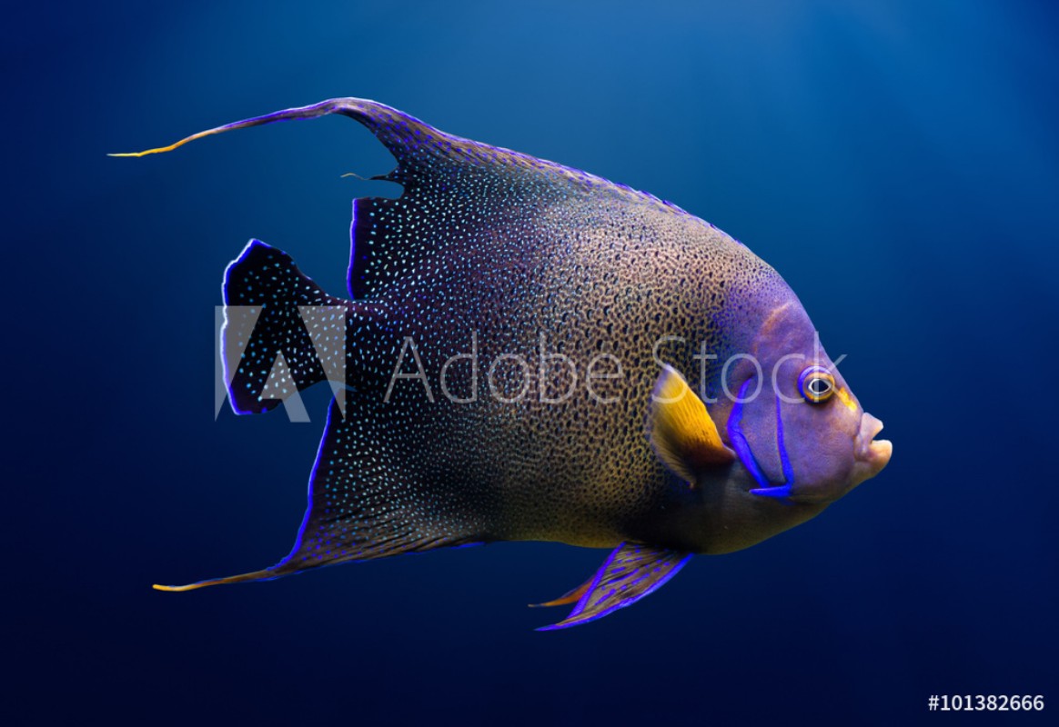 Picture of Adult Koran angelfish